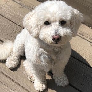 Meet your Posher, Loretta